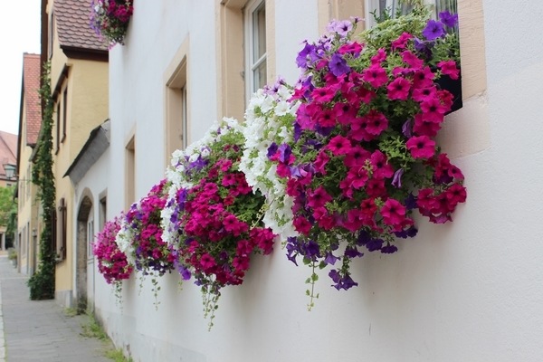 window summer decor flower boxes ideas colorful petunias