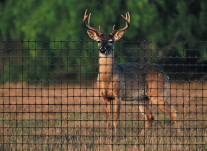 deer-fence-deer-fencing-ideas-deer-fences-garden-fence-ideas