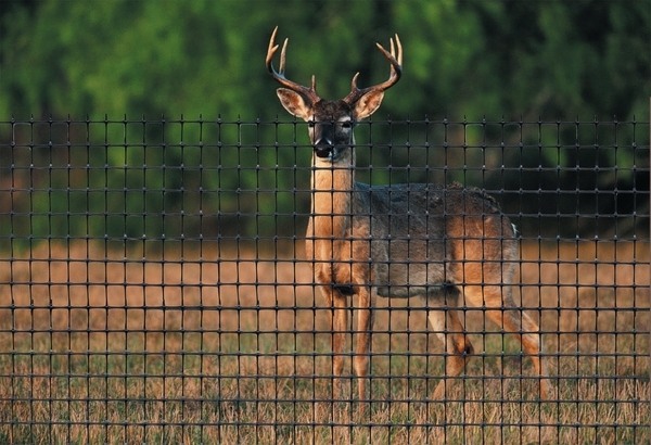 deer fence fencing ideas 