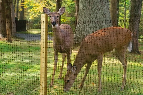 deer fence ideas net fencing 