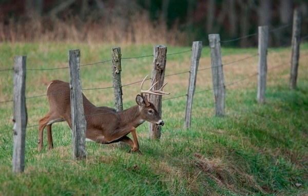 deer fencing ideas field wooden posts wire