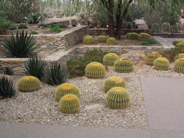 desert backyard landscaping ideas garden paths cacti