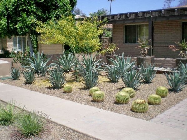 desert landscaping ideas front yard drought tolerant garden