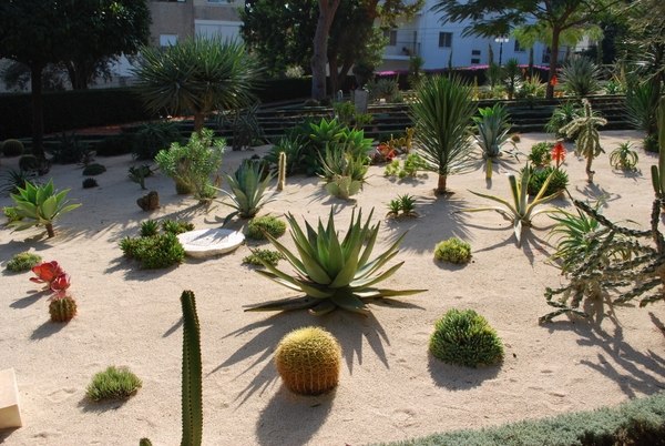 desert landscaping ideas garden decorationg plants 