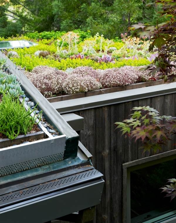 roof plants ideas succulents roof garden design roof balcony