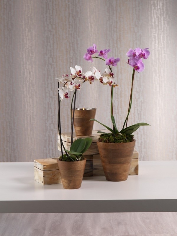 Wood how to choose orchid pots home decor