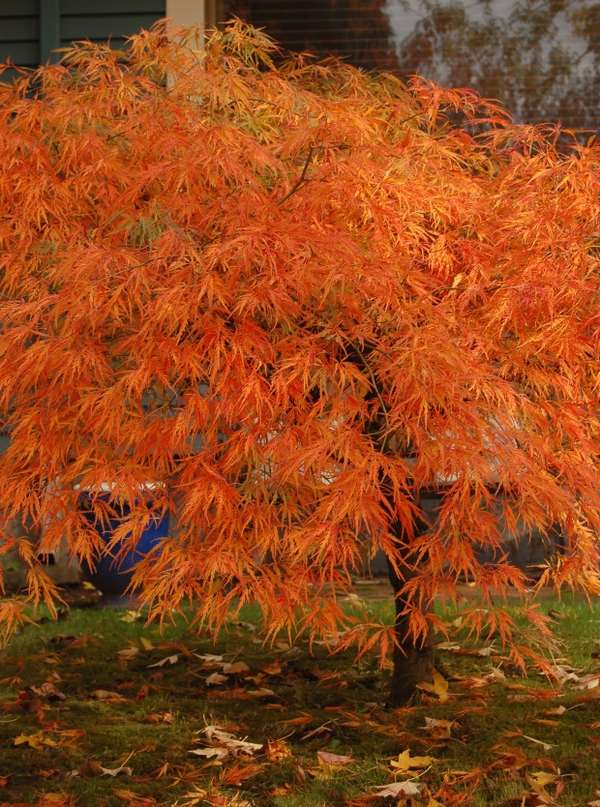 acer palmatum fall color