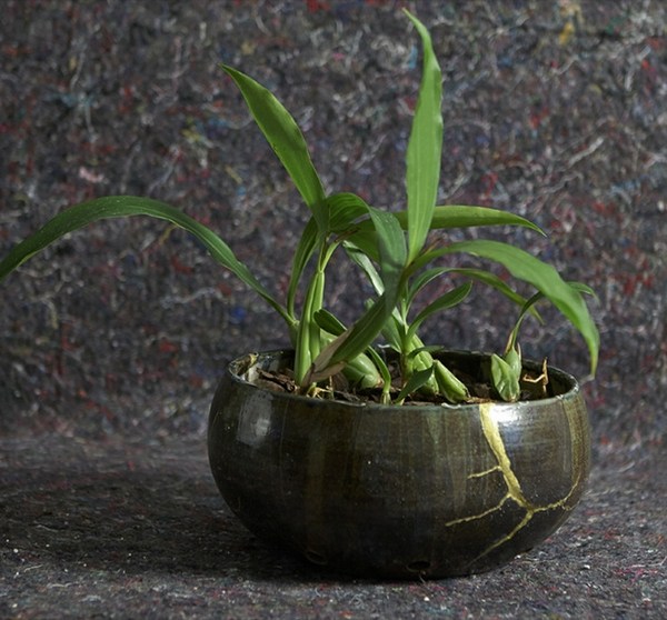 Orchid Pots How To Choose The Best Pots For Orchids 