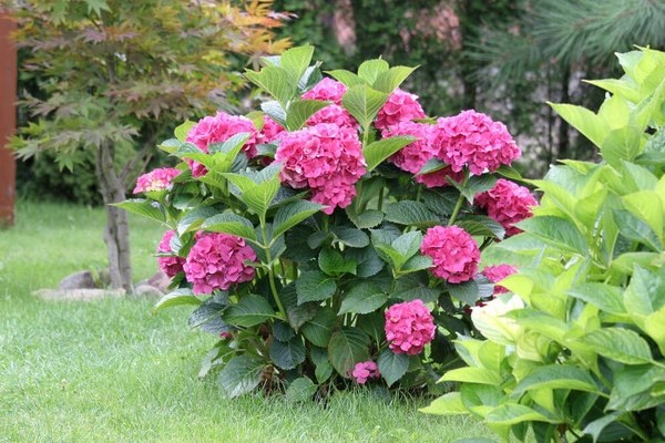 beautiful pink how to care for hydrangeas