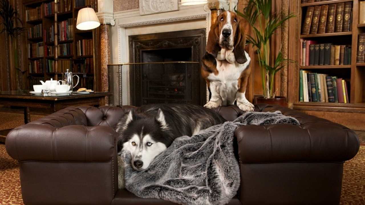 leather dog sofa bed