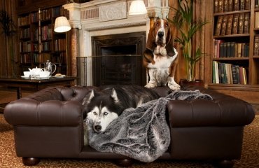 best-couches-for-dogs-ideas-luxury-leather-pet-furniture-dog-bed-ideas