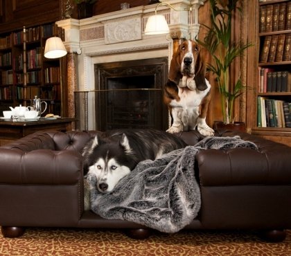best-couches-for-dogs-ideas-luxury-leather-pet-furniture-dog-bed-ideas