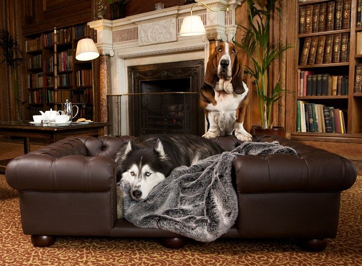 Best Couches For Dogs And Cool Dog Bed, Leather Furniture And Pets