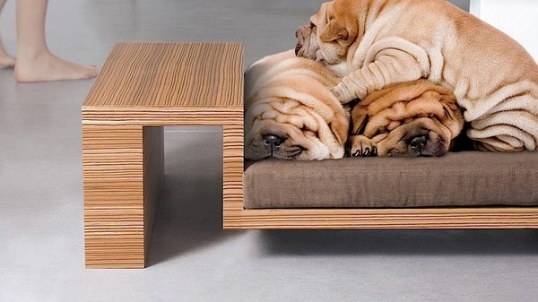 high pet bed