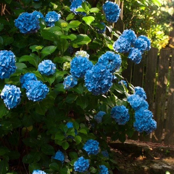 blue hydrangea garden design