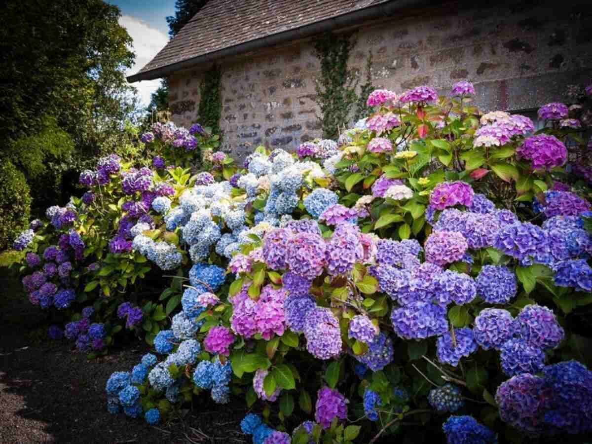 landscaping ideas hydrangeas