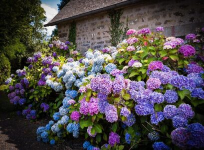endless-summer-hydrangea-garden-design-ideas-backyard-decorating-ideas