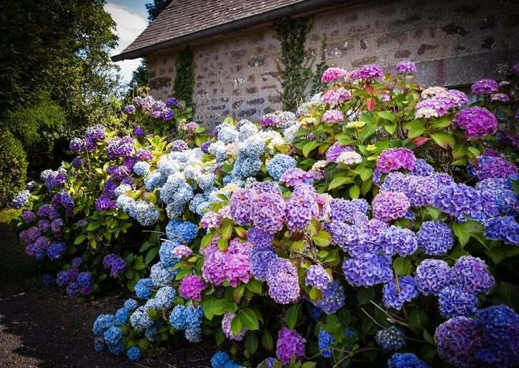 endless-summer-hydrangea-garden-design-ideas-backyard-decorating-ideas