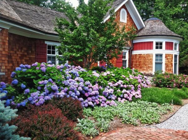 endless summer hydrangea house exterior garden decor