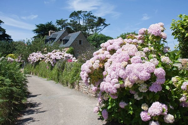 summer pink hydrangea garden fence