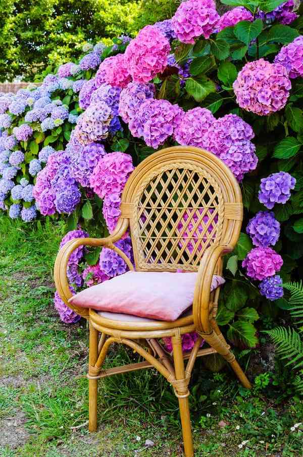 endless summer hydrangea pink hydrangea garden privacy fence ideas