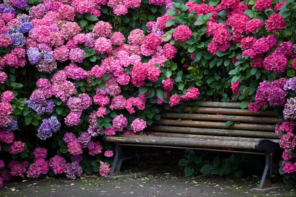 endless summer hydrangea pink hydrangea garden bench backyard retreat
