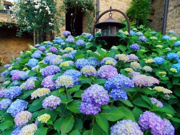 hydrangea garden cultivate purple blue hydrangeas garden decor