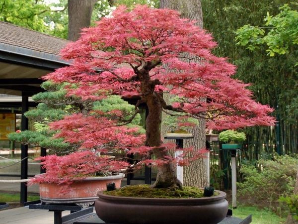 bonsai tree bonsai garden ideas garden decor