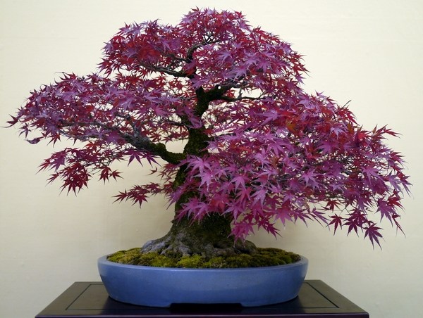 japanese bonsai tree varieties 