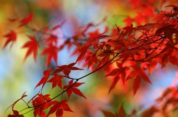 tree varieties fall leaves colors 