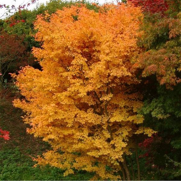 maple varieties japanese maple tree colors