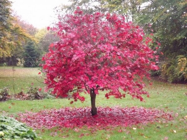 varieties acer palmatum red leaves garden decor