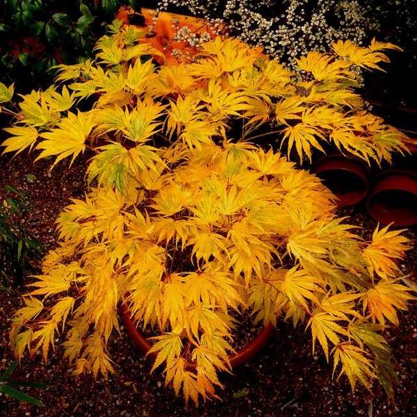 japanese varieties dwarf maple tree garden design ideas