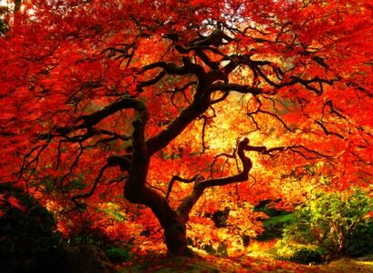 japanese-maple-varieties-japanese-garden-design-ideas-garden-decorating-ideas