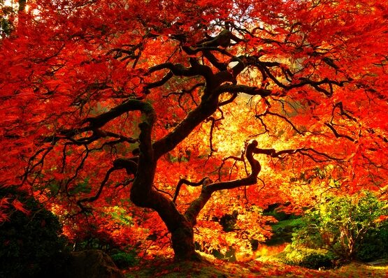 japanese-maple-varieties-japanese-garden-design-ideas-garden-decorating-ideas