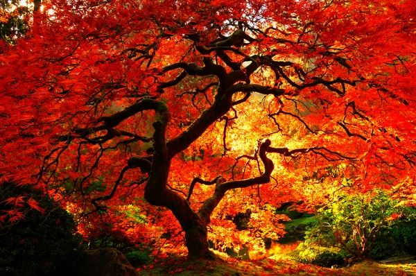 japanese maple varieties garden design ideas garden decor