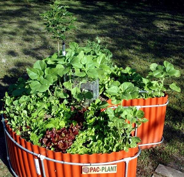 kit backyard herb
