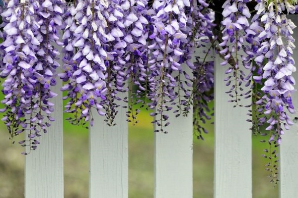 pergola cover wisteria backyard shade ideas