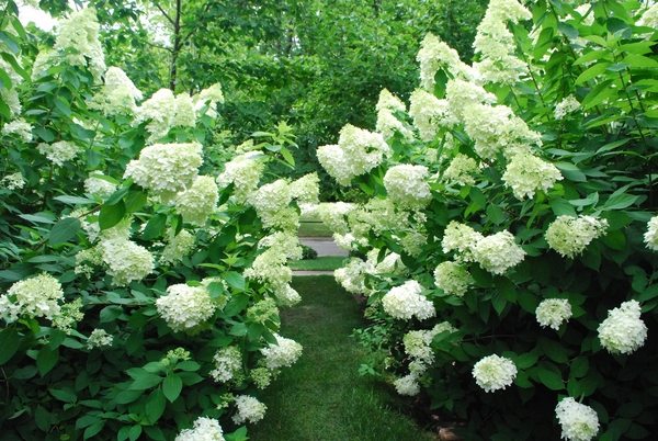 white hydrangea most popular garden plants hydrangea types