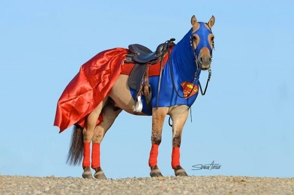 Halloween-costumes-for-horses-Superhorse 