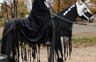 Halloween-costumes-for-horses-DIY-ideas-creative-Haloween-costume-ideas