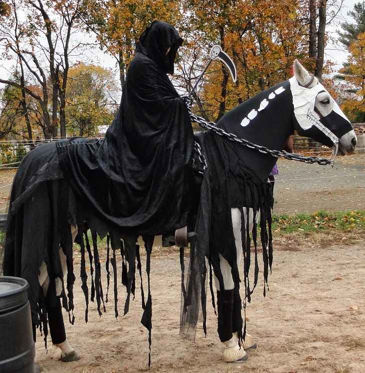 Halloween costumes for horses - creative ideas for pet costumes