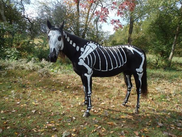 Halloween-costumes-for-horses-DIY-deas-skeleton-paint-costume