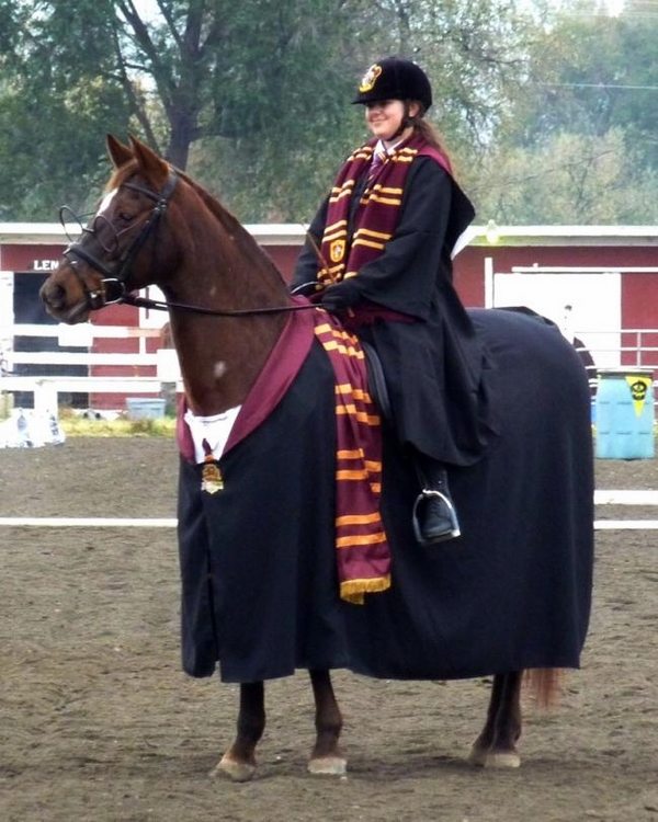 Halloween-costumes-for-horses-Harry-Potter-costume 
