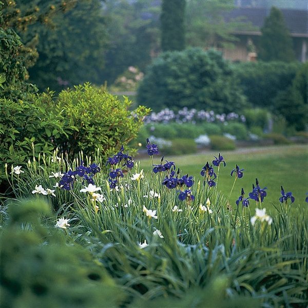 flowers Iris beautiful english cottage garden 
