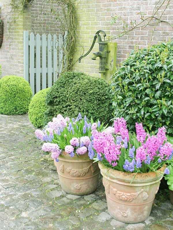cottage gardens decorating ideas flower pots hyacinth