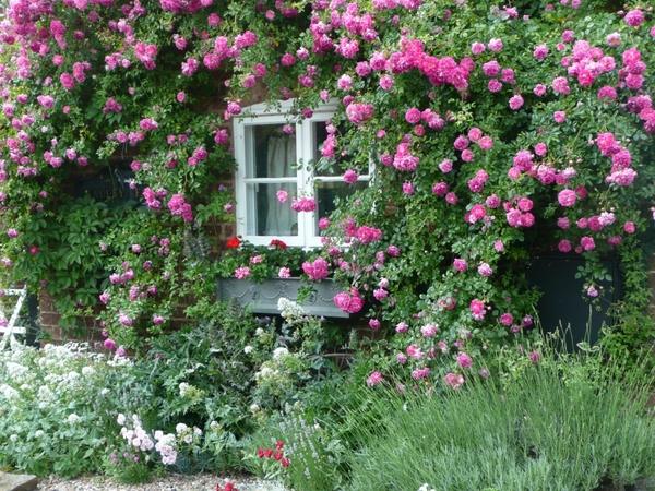 cottage gardens ideas romantic design pink roses