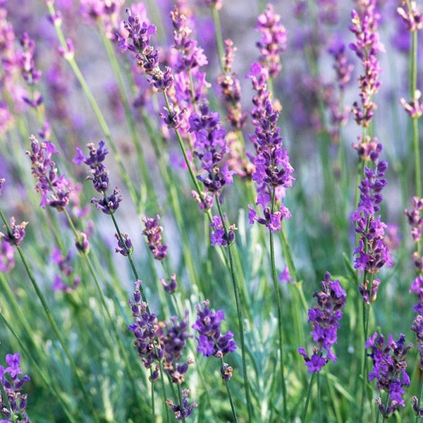 english cottage with garden ideas lavender