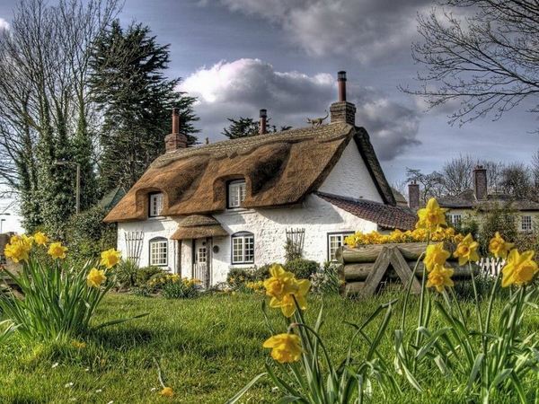 gorgeous gardens English daffodils