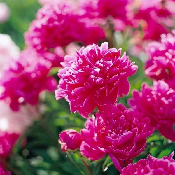 traditional english cottage garden plants ideas peonies